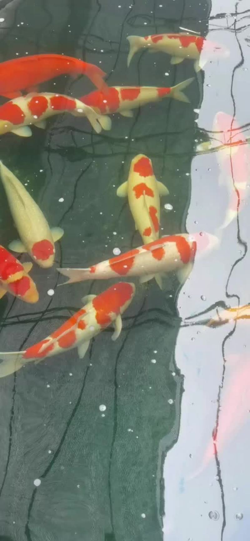 锦鲤