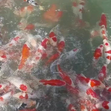 锦鲤