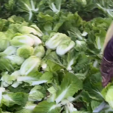 白菜
