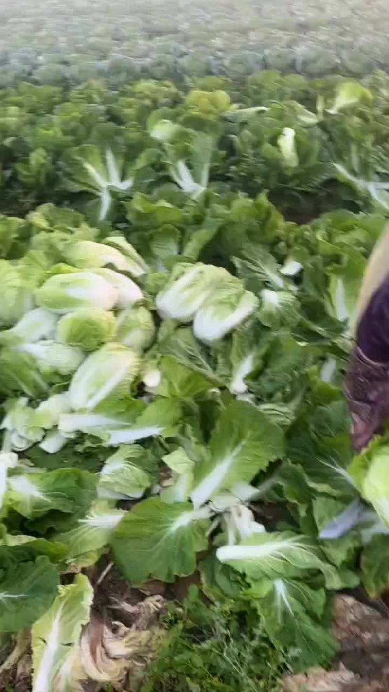 白菜