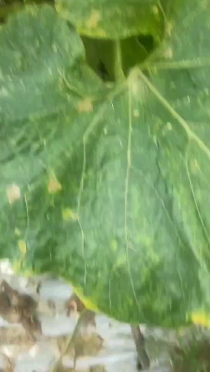 白皮冬瓜