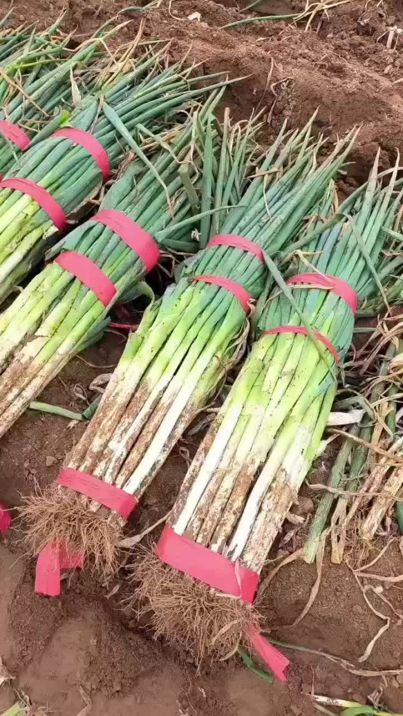 邯郸本地精品大葱