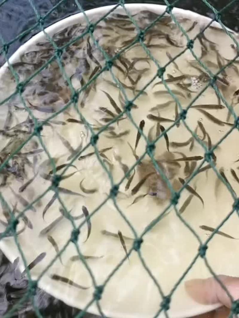 马口鱼苗