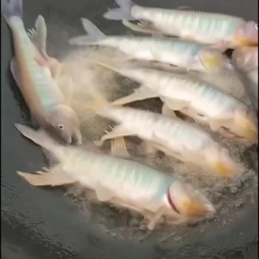 马口鱼苗