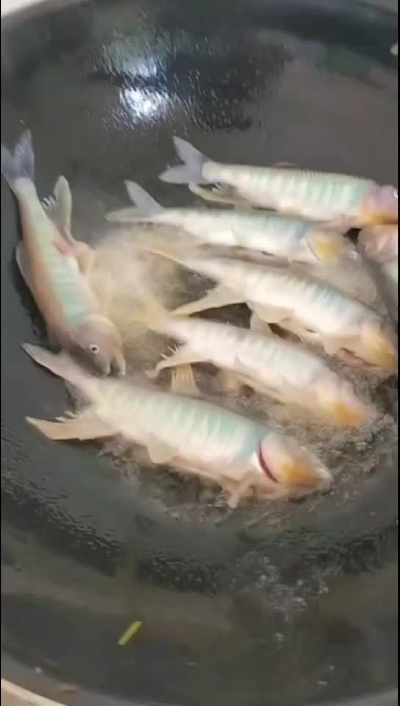 马口鱼苗