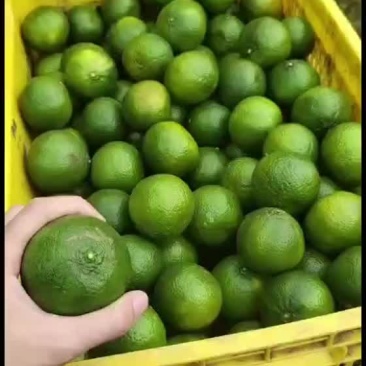 茶枝柑