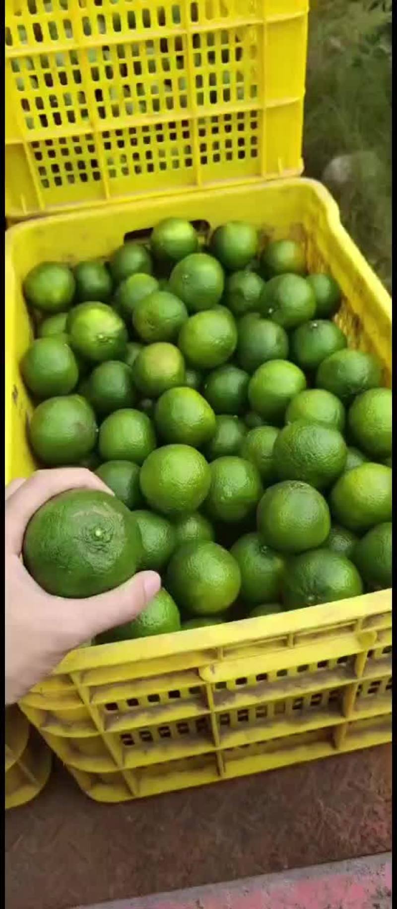 茶枝柑