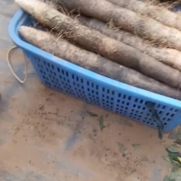 大量黑鬼山药上市啦！想要的老板可以联系我啦！