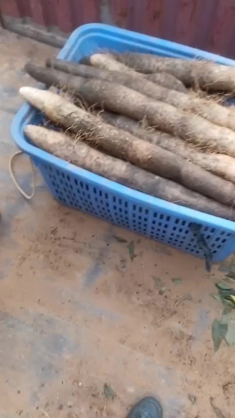 大量黑鬼山药上市啦！想要的老板可以联系我啦！