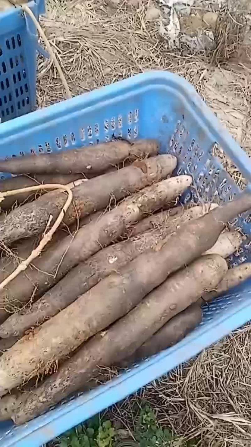 大量黑鬼山药上市啦！想要的老板可以联系我啦！