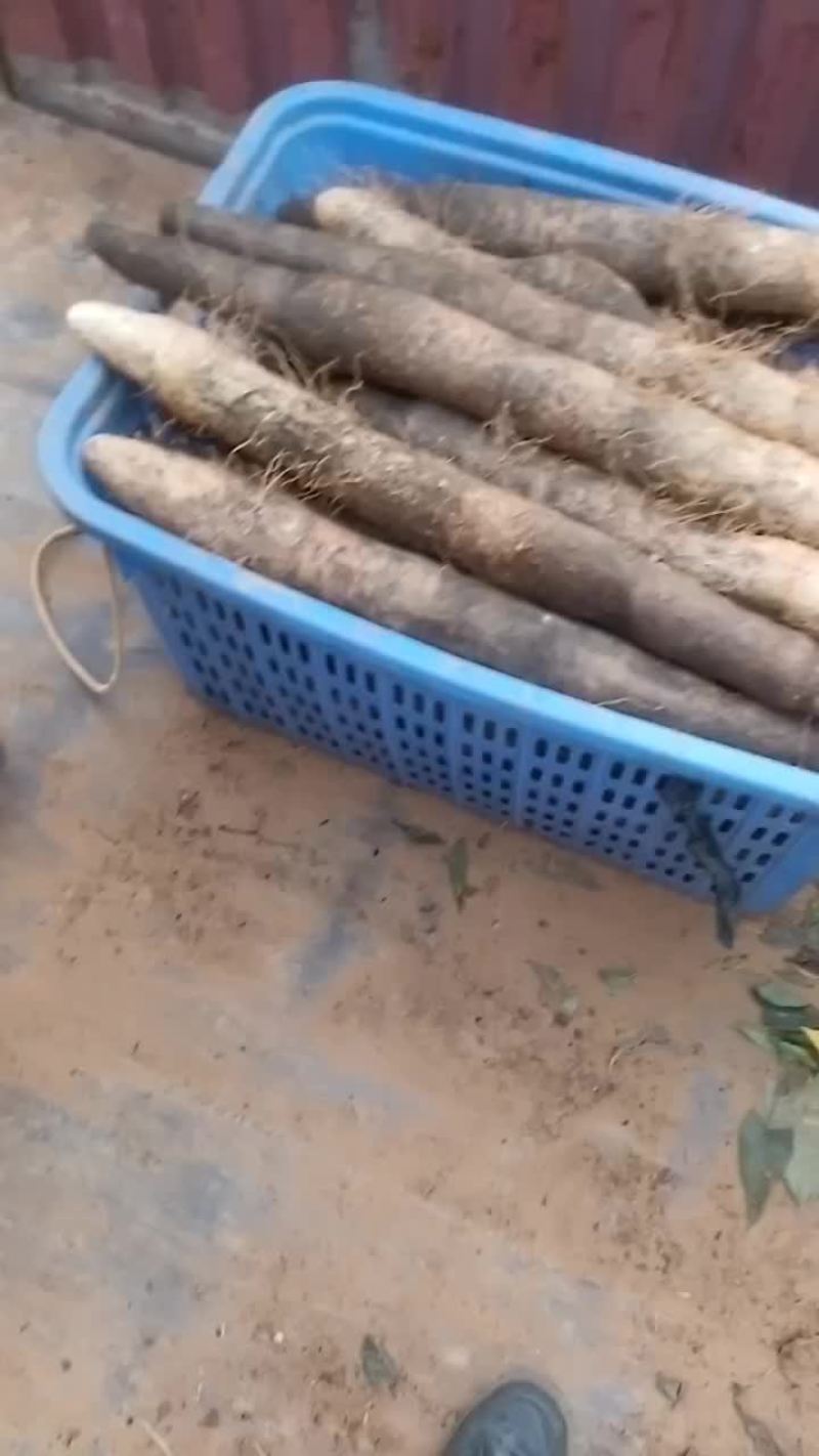 大量黑鬼山药上市啦！想要的老板可以联系我啦！
