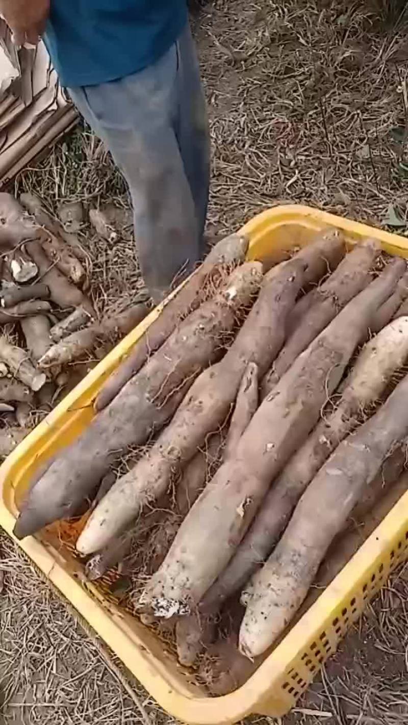 大量黑鬼山药上市啦！想要的老板可以联系我啦！