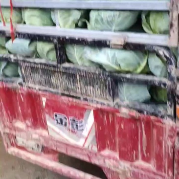 圆甘兰大量上市需要联系