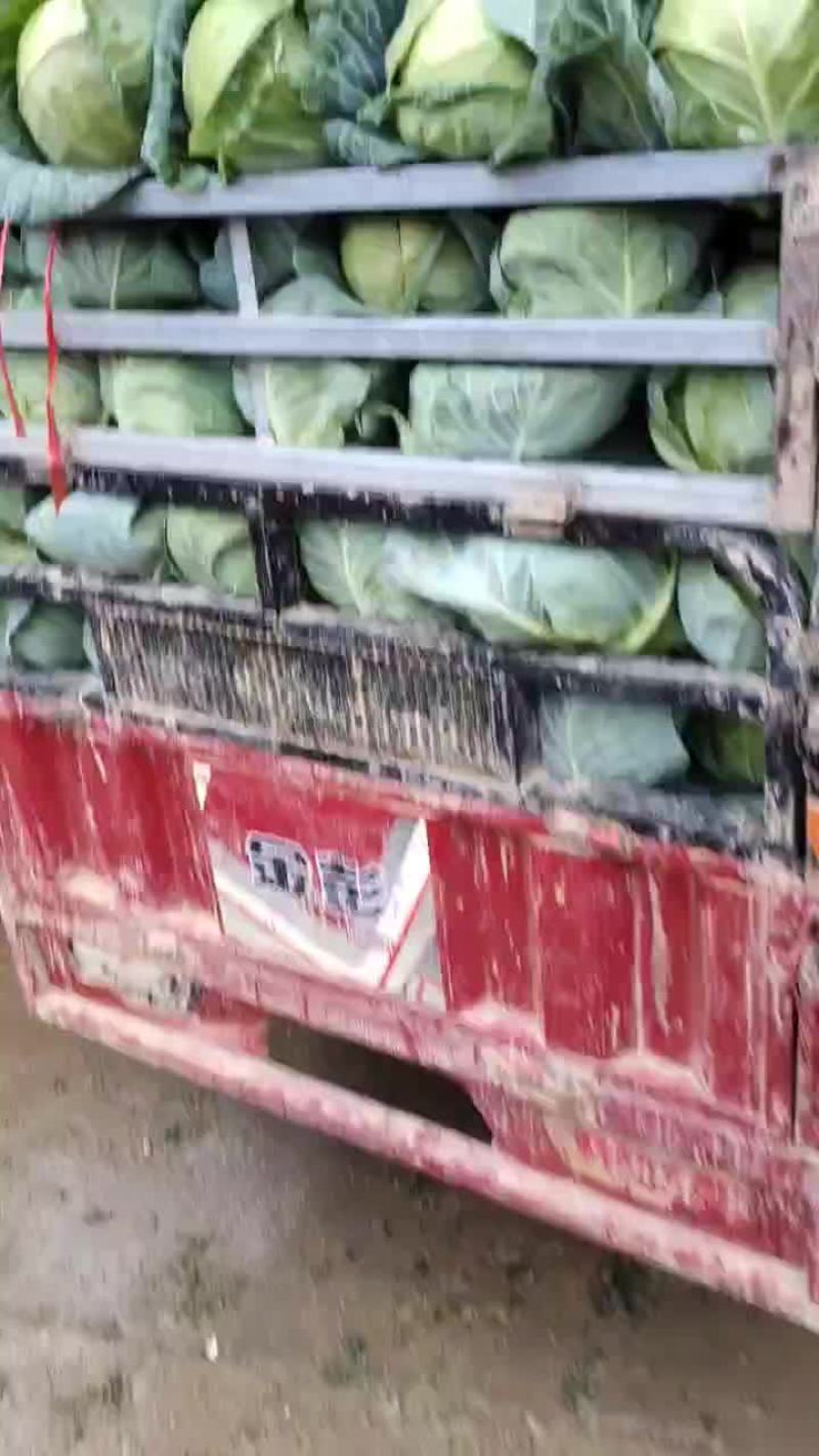圆甘兰大量上市需要联系
