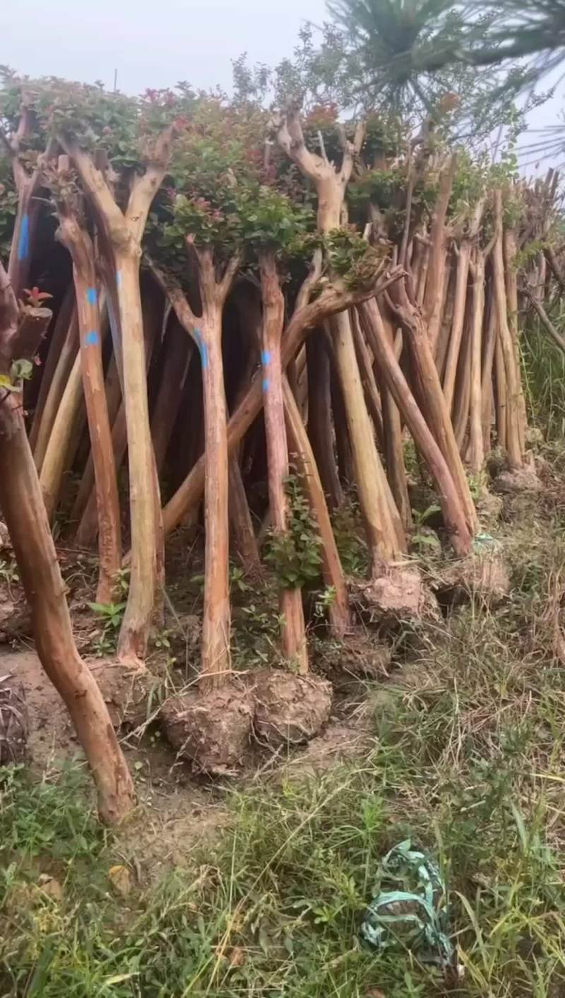 占地紫紫基地，一棵也是批发价格