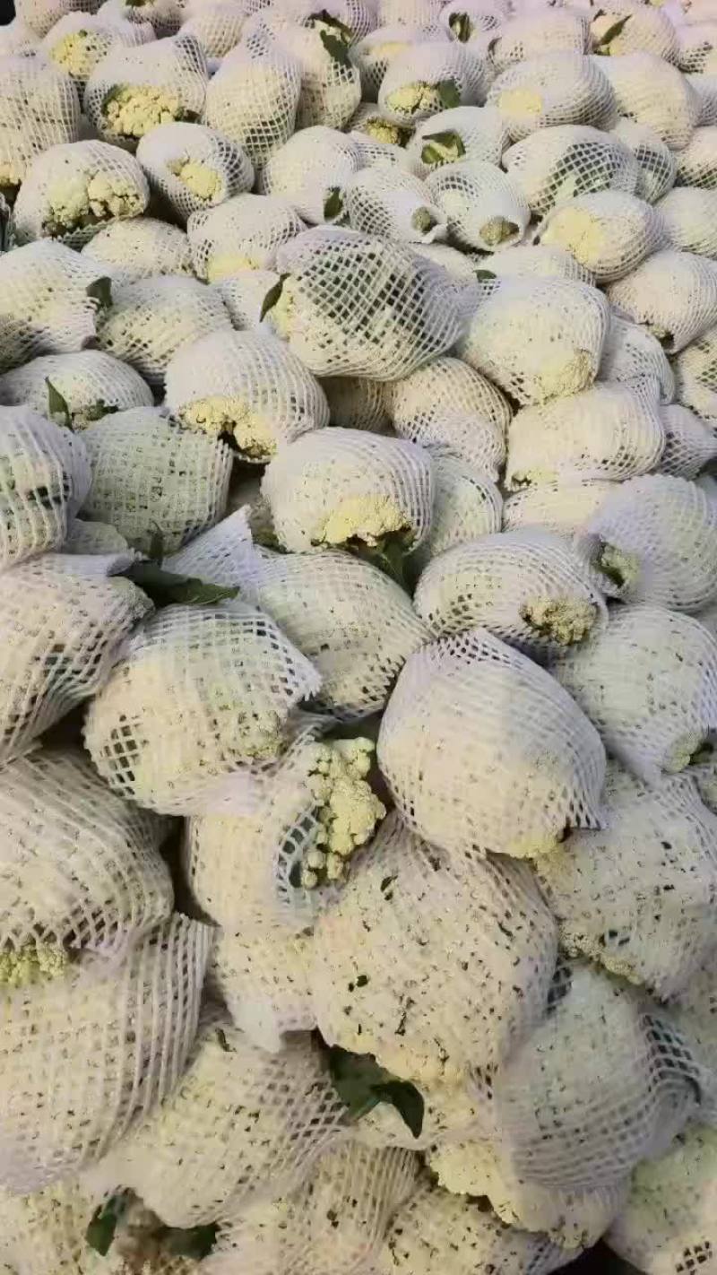 有机菜花