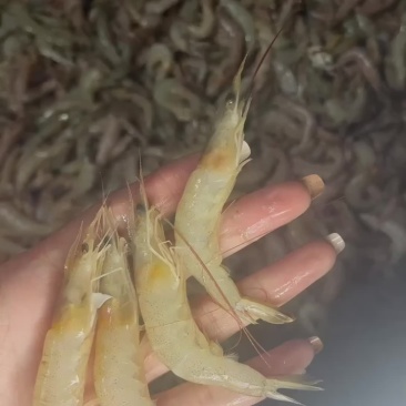 小白虾冰盘或走鲜
