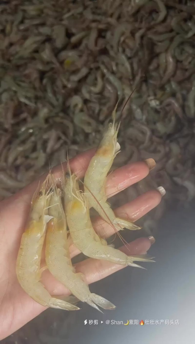 小白虾冰盘或走鲜