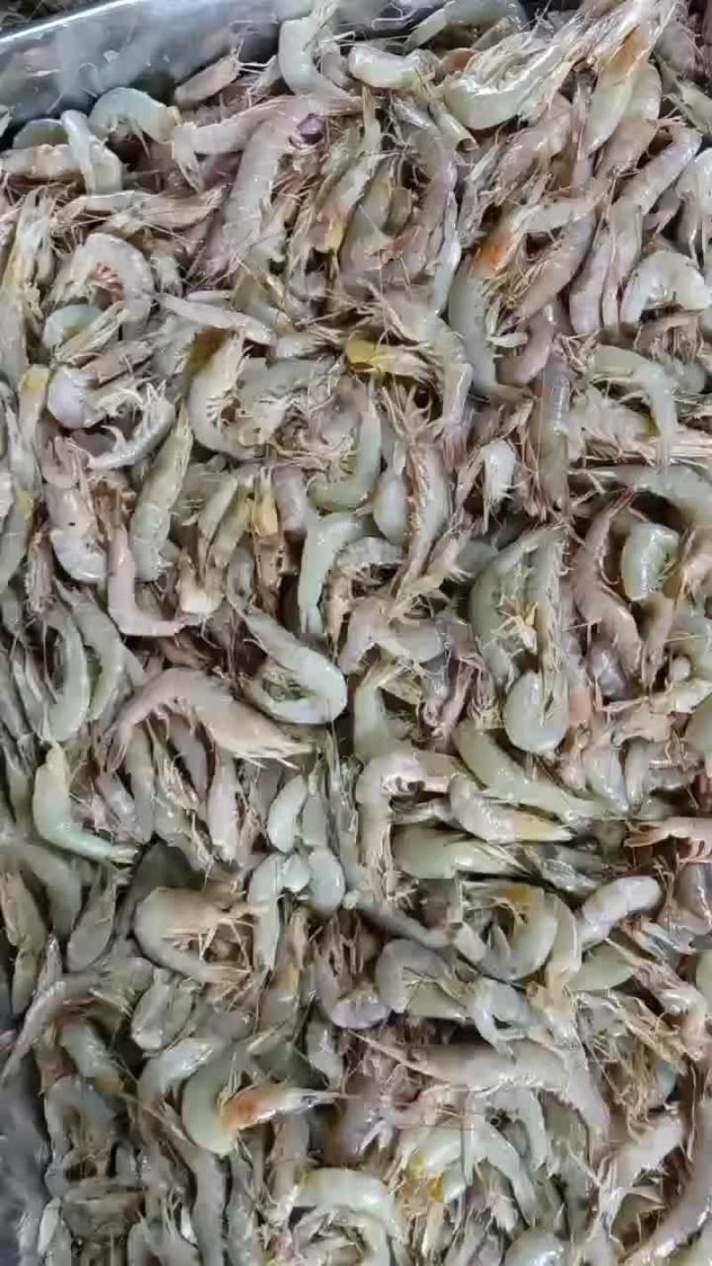 小白虾冰盘或走鲜