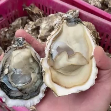 生蚝