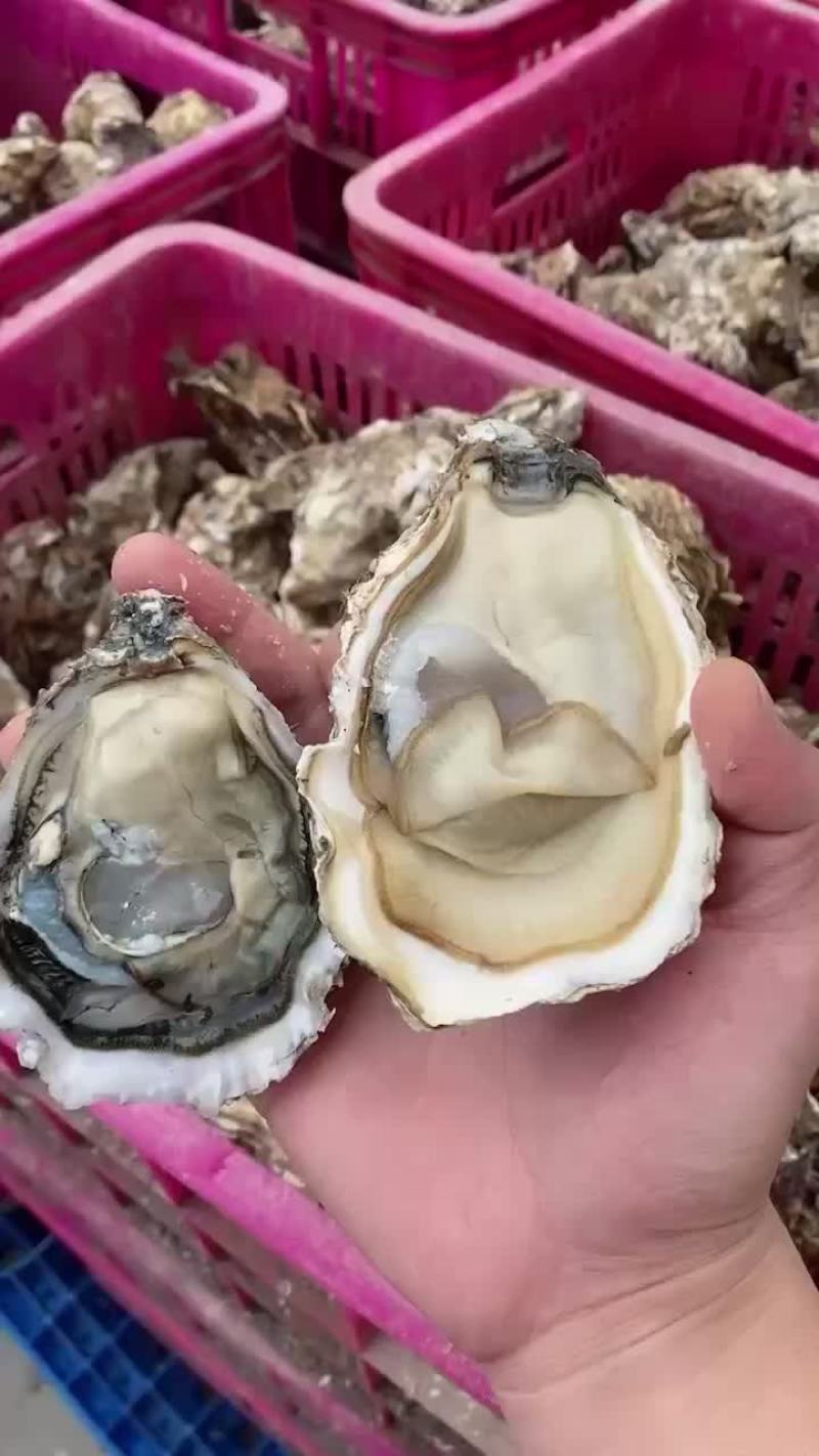 生蚝
