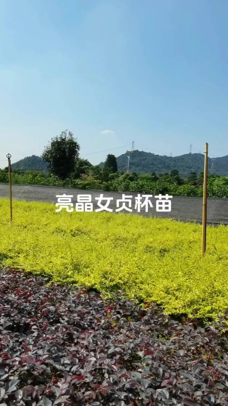 苗圃直供亮晶女贞杯苗地苗亮晶女贞芽苗耐修剪根系好量大从优