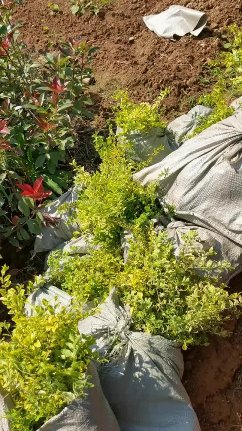 苗圃直供亮晶女贞杯苗地苗亮晶女贞芽苗耐修剪根系好量大从优