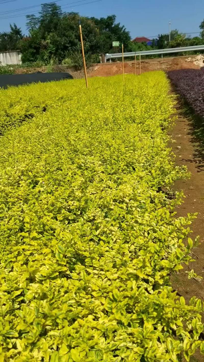 苗圃直供亮晶女贞杯苗地苗亮晶女贞芽苗耐修剪根系好量大从优