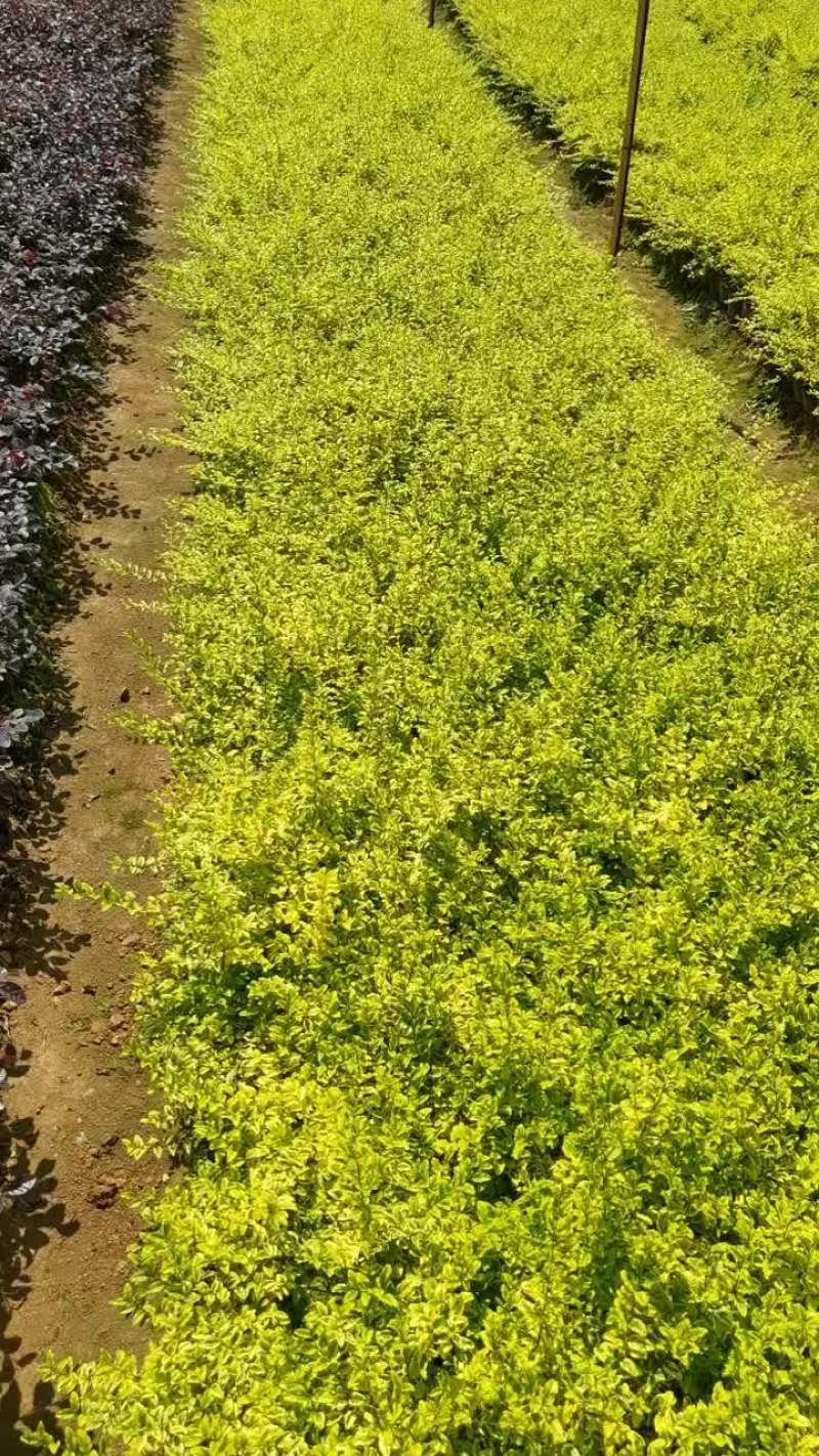 苗圃直供亮晶女贞杯苗地苗亮晶女贞芽苗耐修剪根系好量大从优