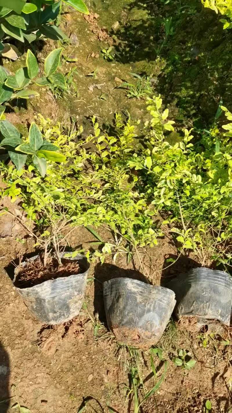 苗圃直供亮晶女贞杯苗地苗亮晶女贞芽苗耐修剪根系好量大从优
