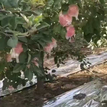 富士苹果