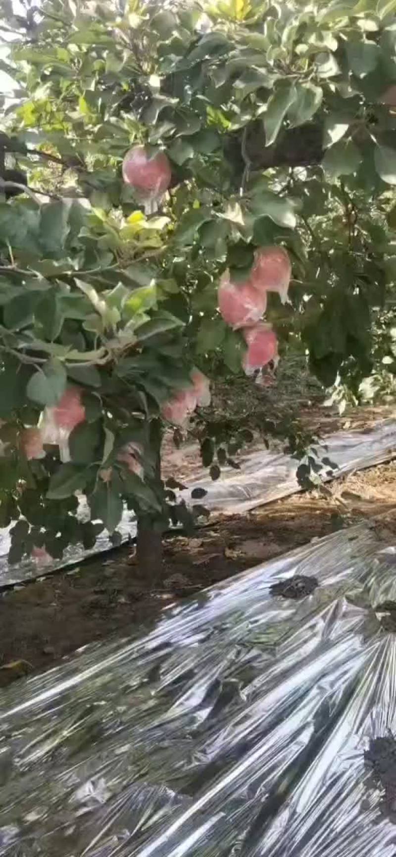 富士苹果