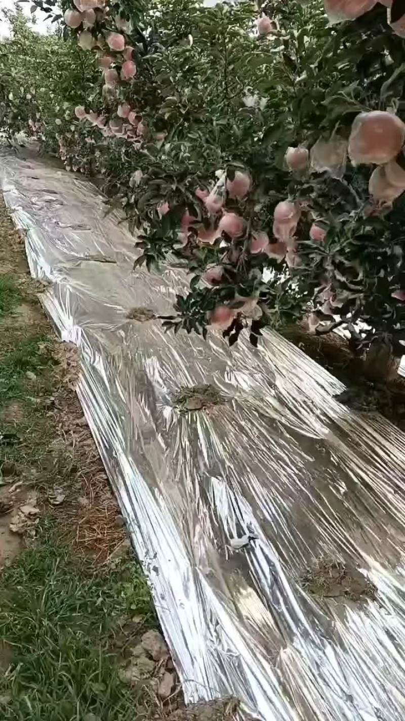 富士苹果