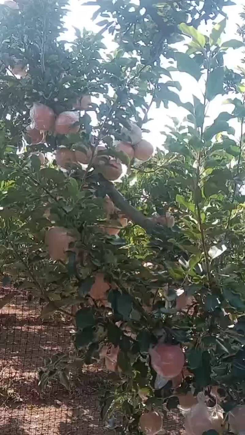 富士苹果