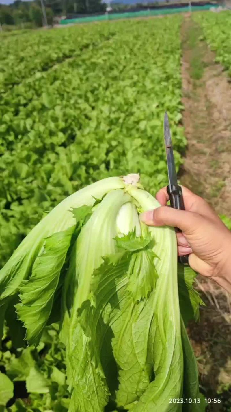 芥菜大量货源