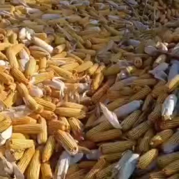 玉米棒