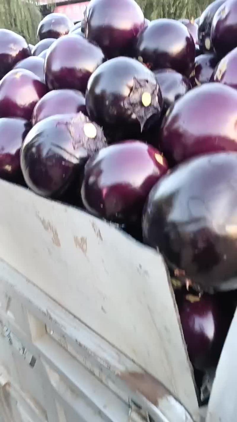新乐市小流村大棚蔬菜基地