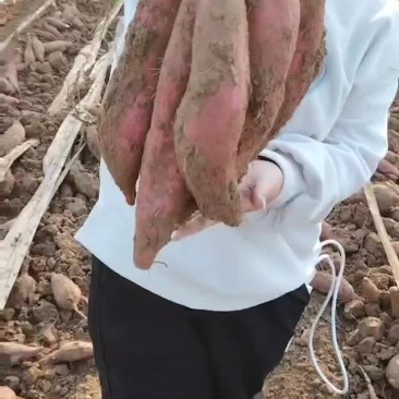 板栗红薯大量有货要的老板联系