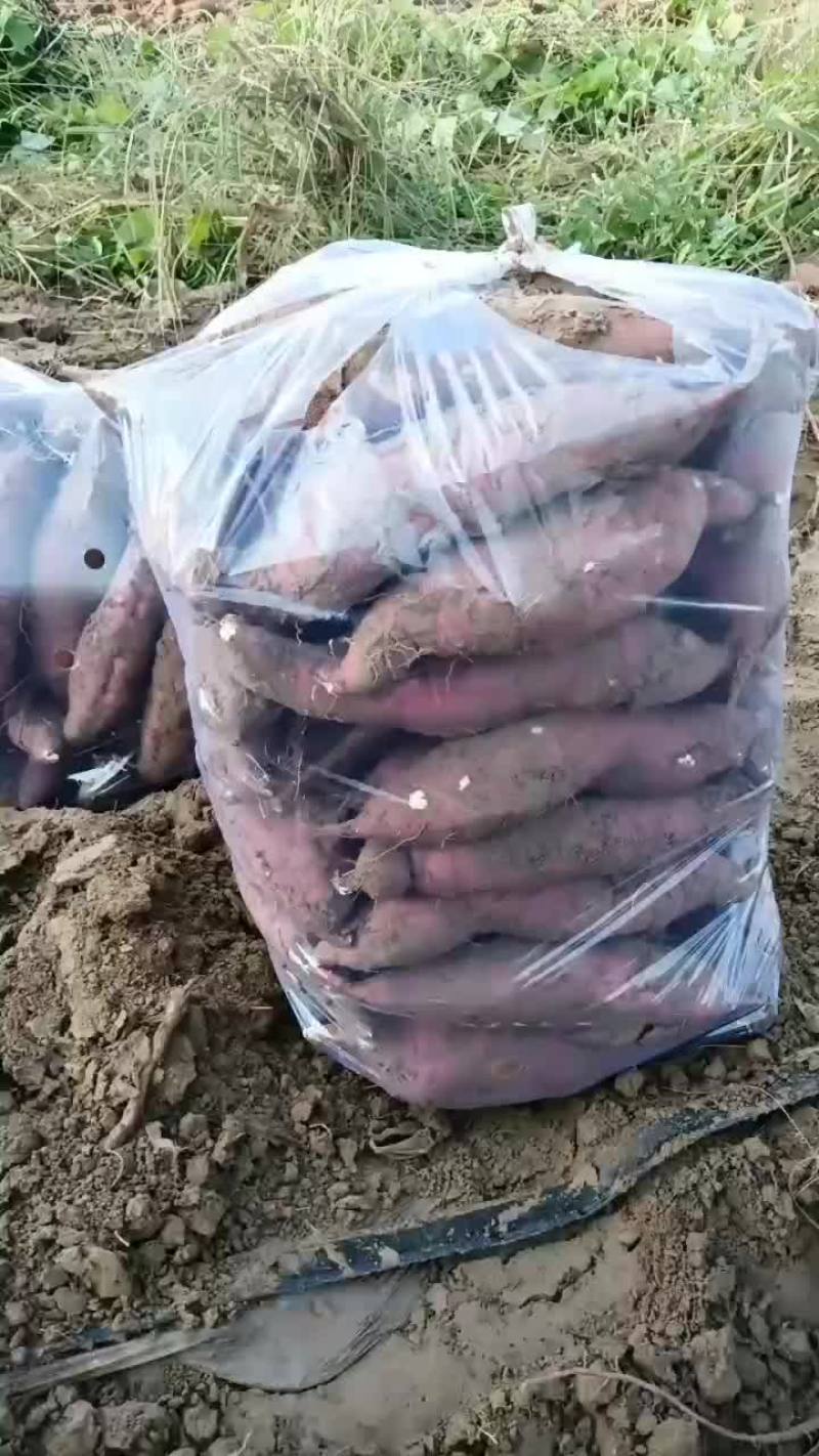 板栗红薯大量有货要的老板联系