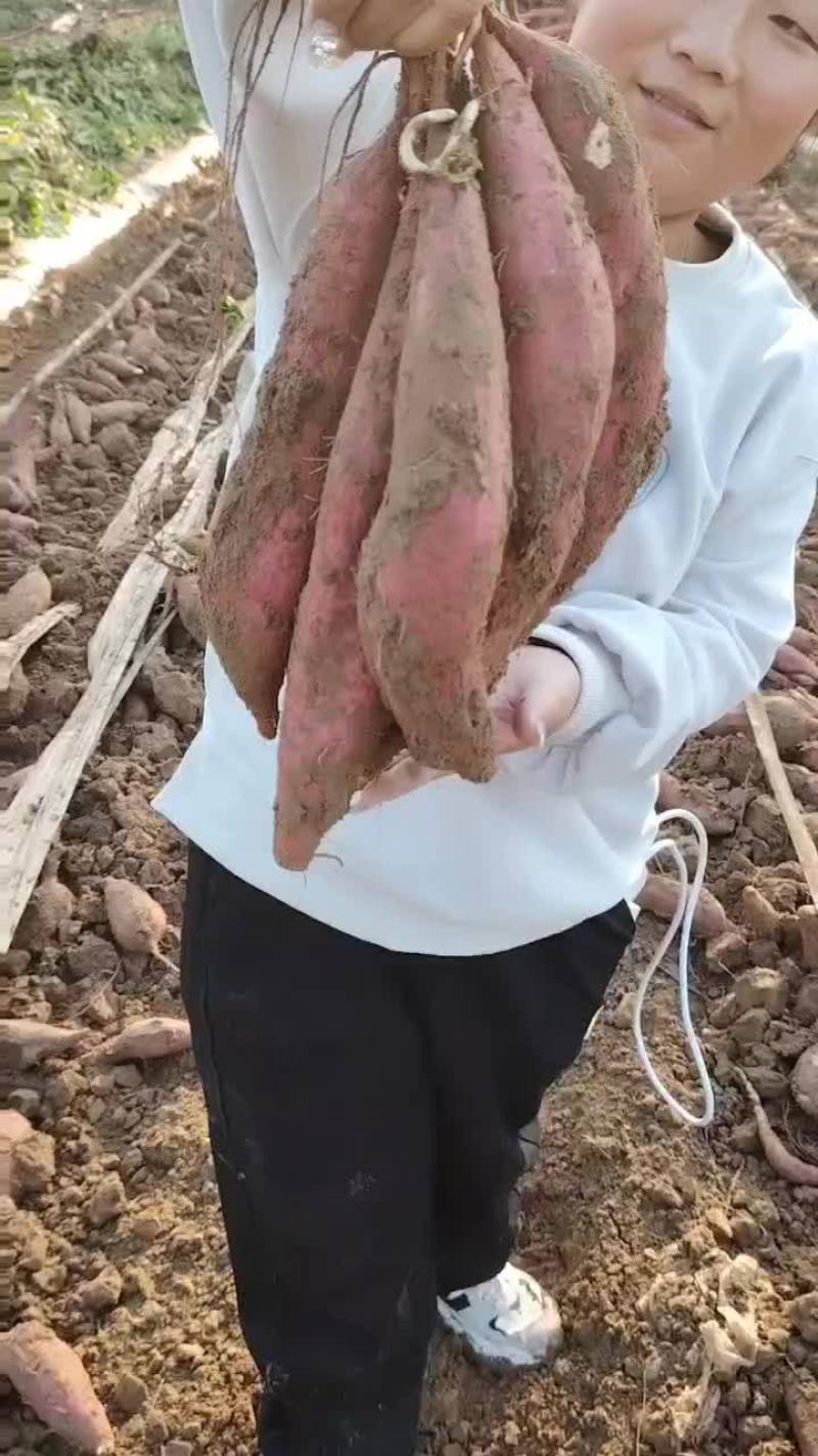 板栗红薯大量有货要的老板联系