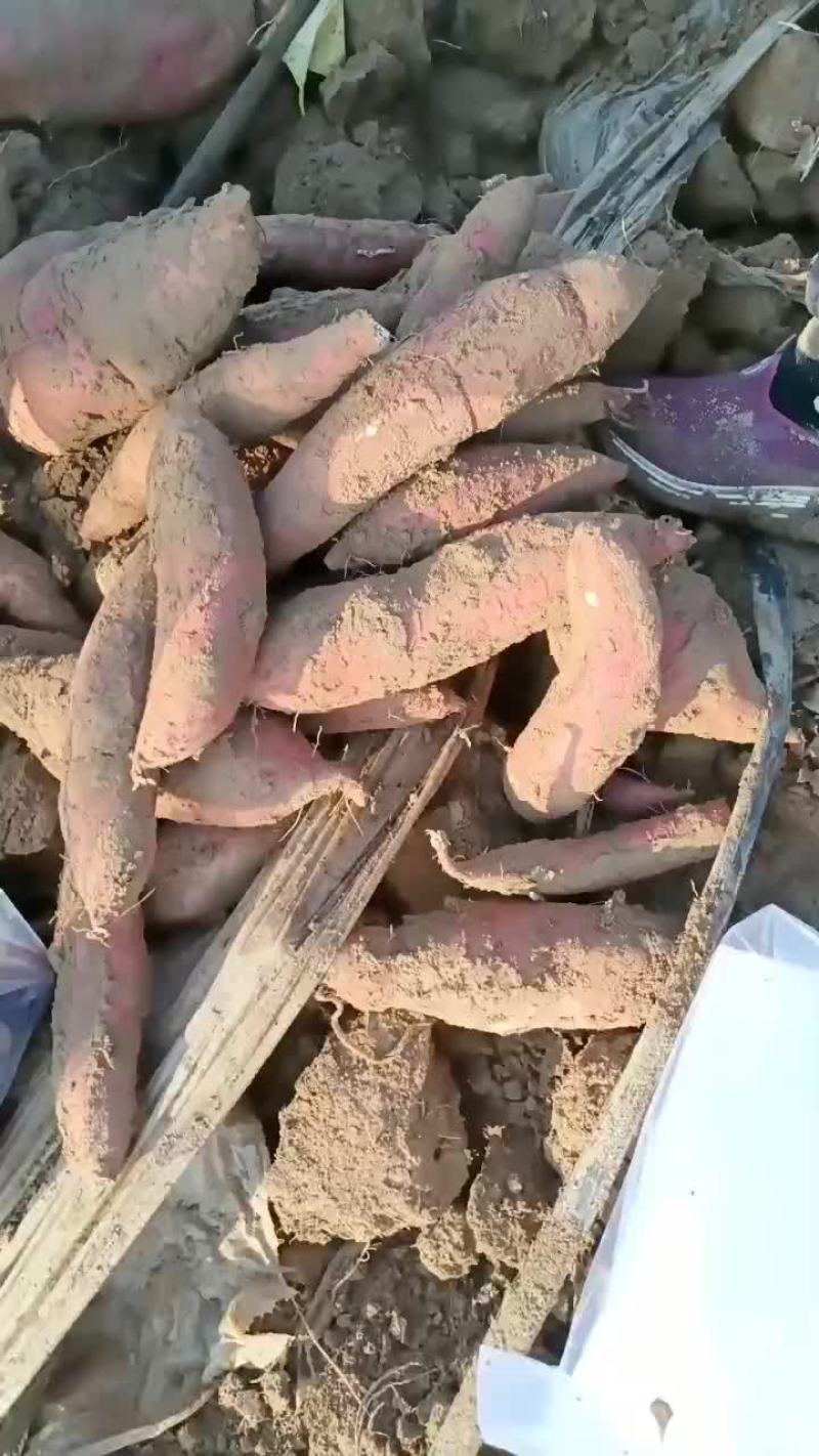 板栗红薯大量有货要的老板联系