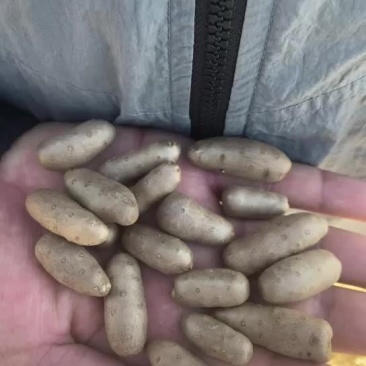 紫药麻山豆