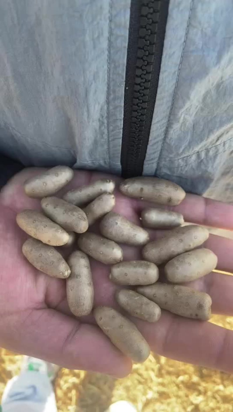紫药麻山豆