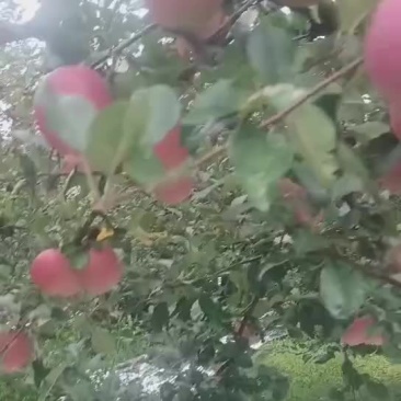 丑苹果，糖心苹果