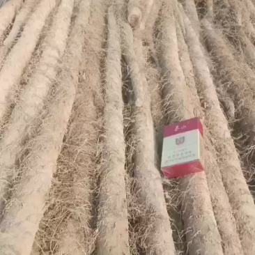 白玉通货