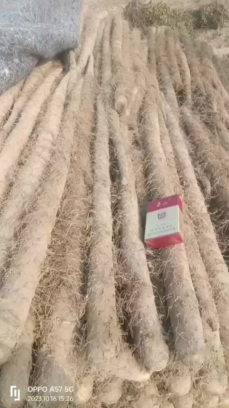 白玉通货