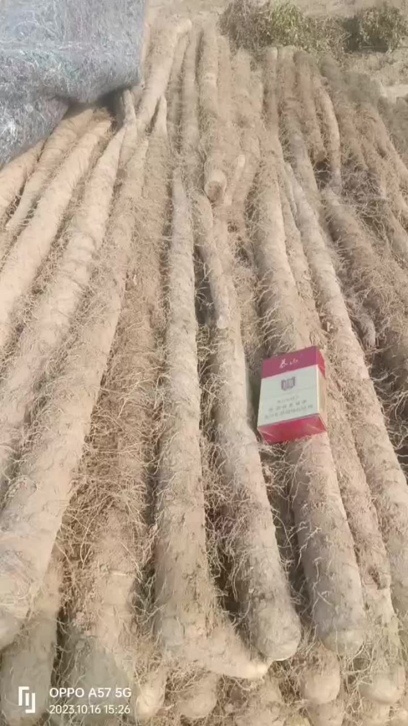 白玉通货