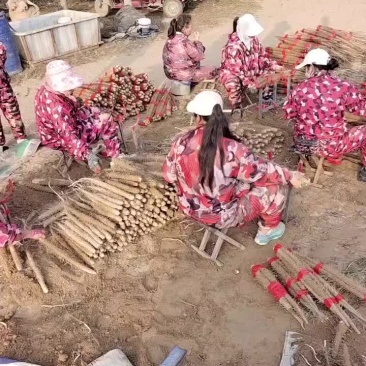 棒药