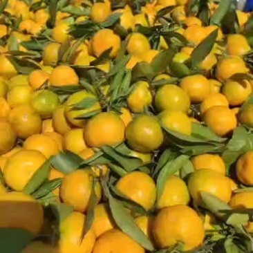 武当蜜桔已大量上市皮薄肉多口感好！诚信合作保客户满意！
