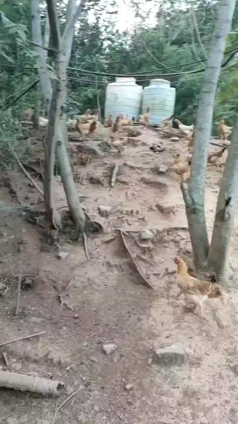 土鸡